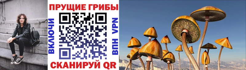 Псилоцибиновые грибы прущие грибы  купить закладку  Теберда 